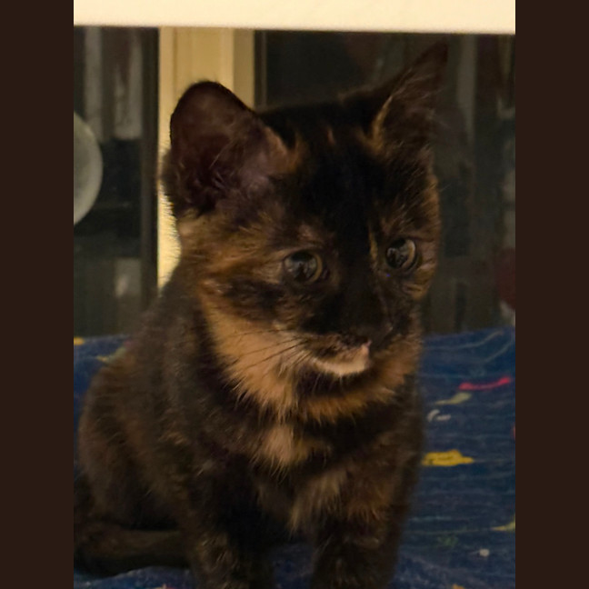 Photo of Luna 