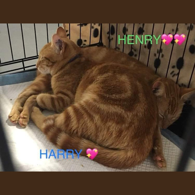 Photo of Harry And Henry