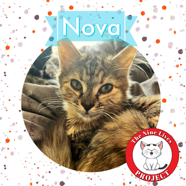 Photo of Nova *9 Lives Project Rescue*