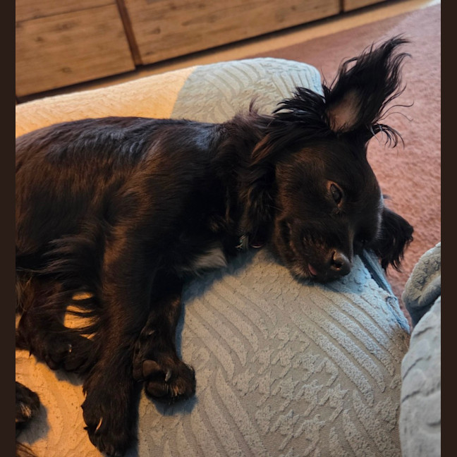 Photo of Roxy