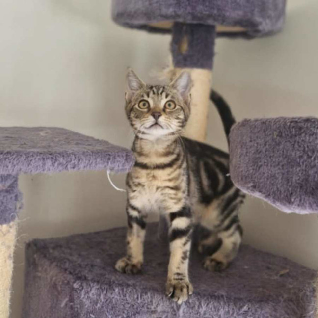 Photo of Orion   Located In Wallan