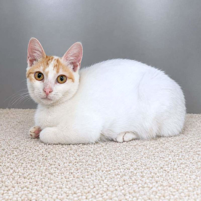 Photo of Petunia