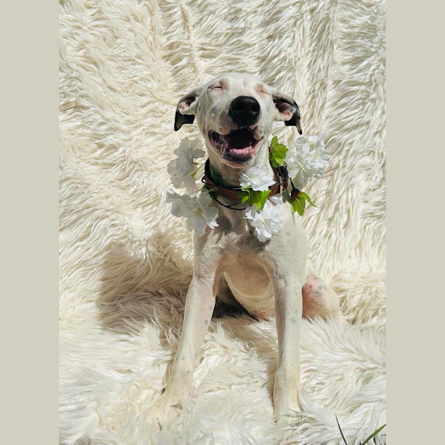 Photo of Lumi