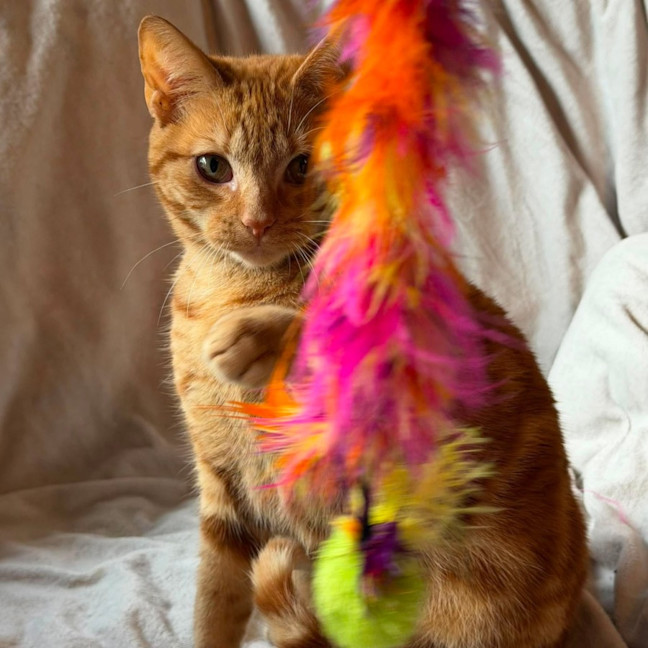 Photo of Boris   In Foster Care In Templestowe