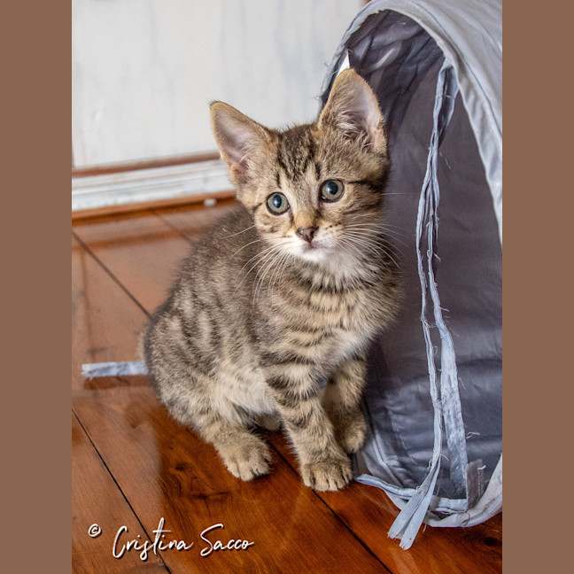 Photo of Angel