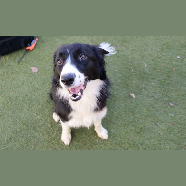 Photo of Whisper 