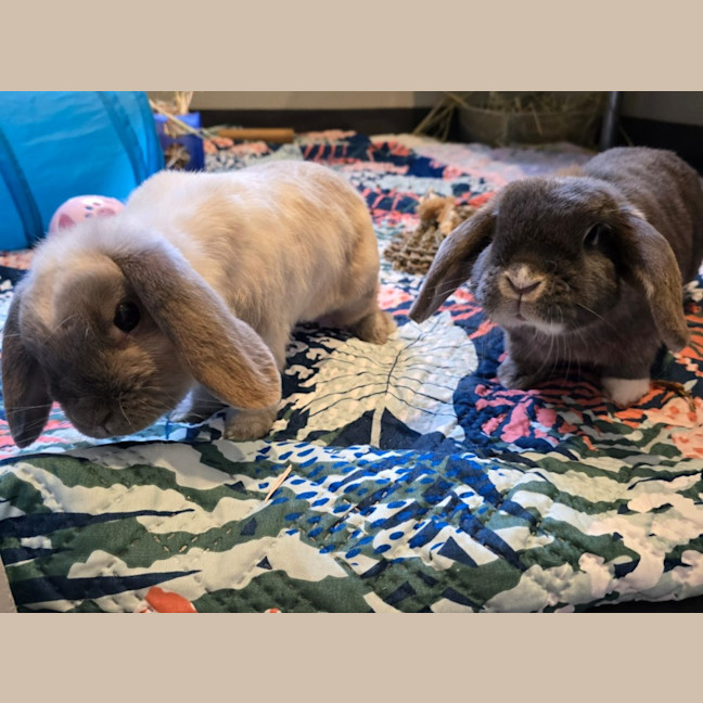 Photo of Bali And Jake