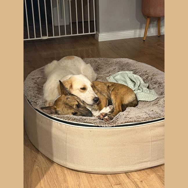 Photo of Poppy