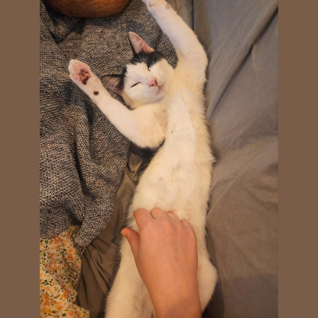 Photo of Haloumi