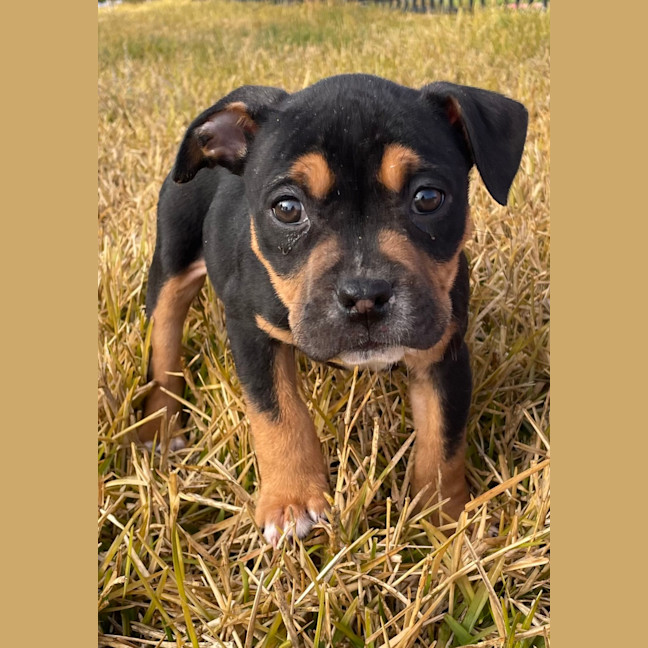 Photo of Abby