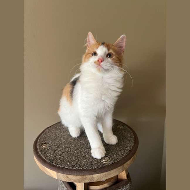 Photo of Malt And Caramello