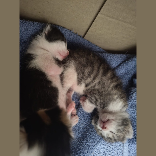 Photo of Purrcy