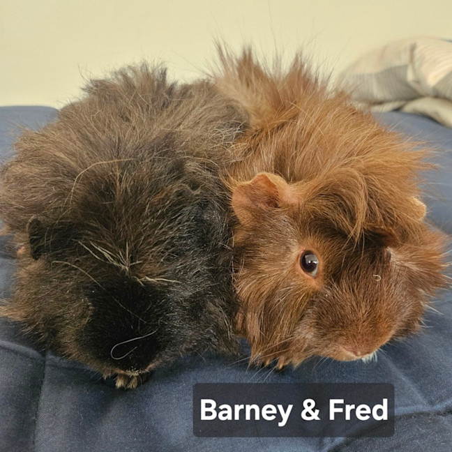 Photo of Fred & Barney