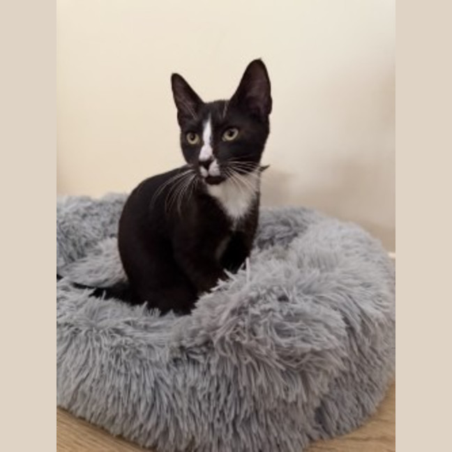 Photo of Apollo