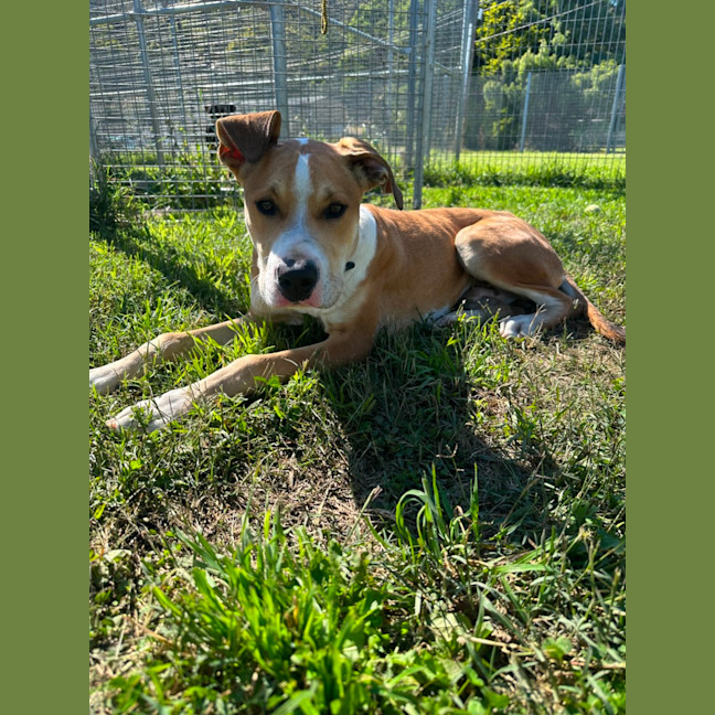 Photo of Basil