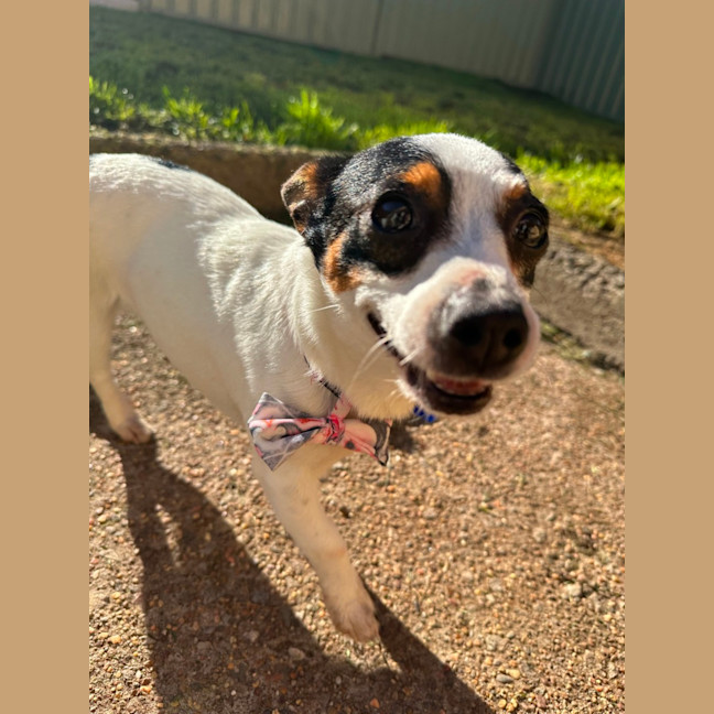 Photo of Minnie   2 Year Old Mini Foxy