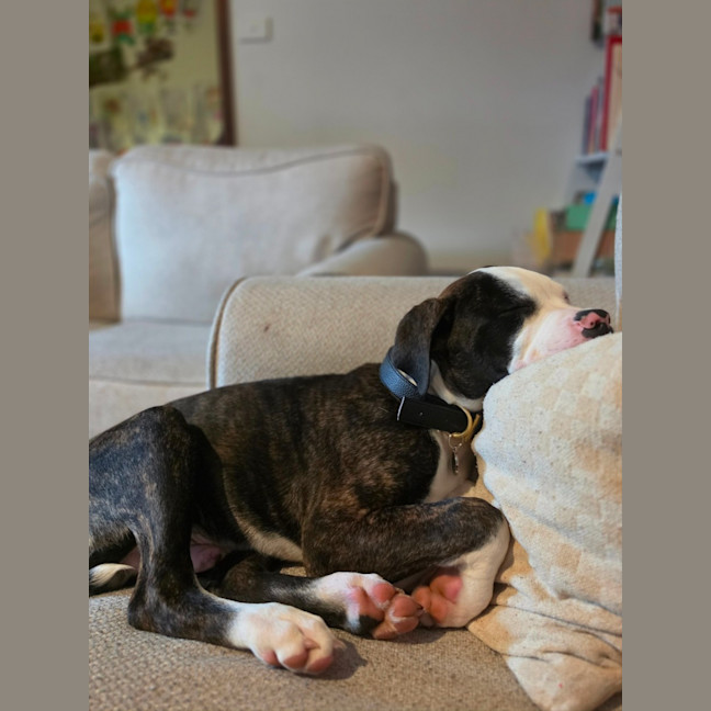 Photo of Bruce