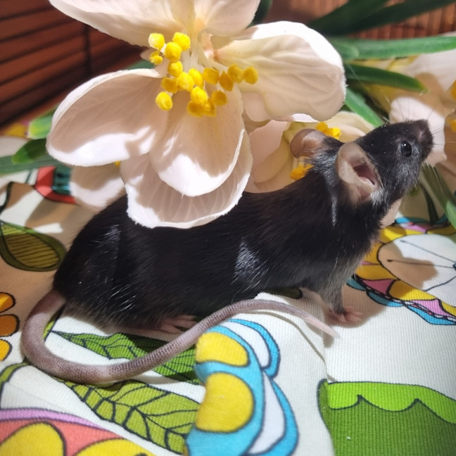 Photo of Tulip