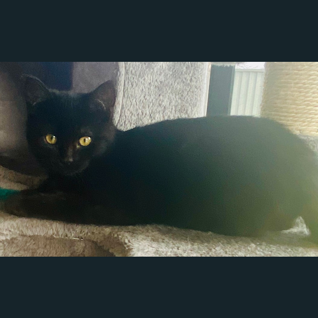 Photo of Pudding