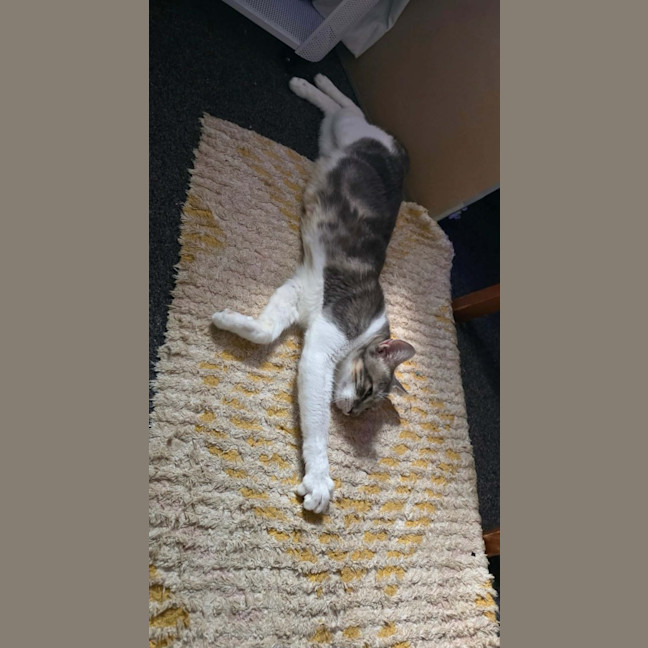 Photo of Juniper