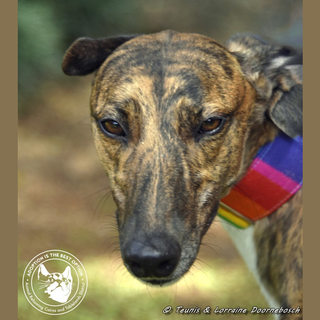 Photo of Milly (Gracious Miss)