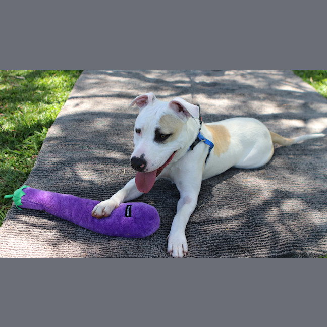 Photo of Buddy