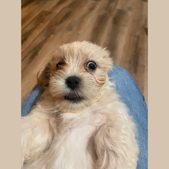 Photo of Teddy