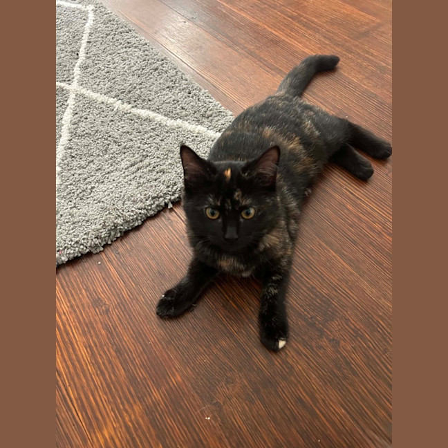 Photo of Crumby Biscuit