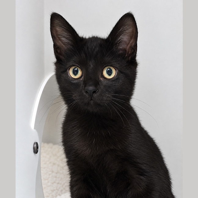 Photo of Apollo