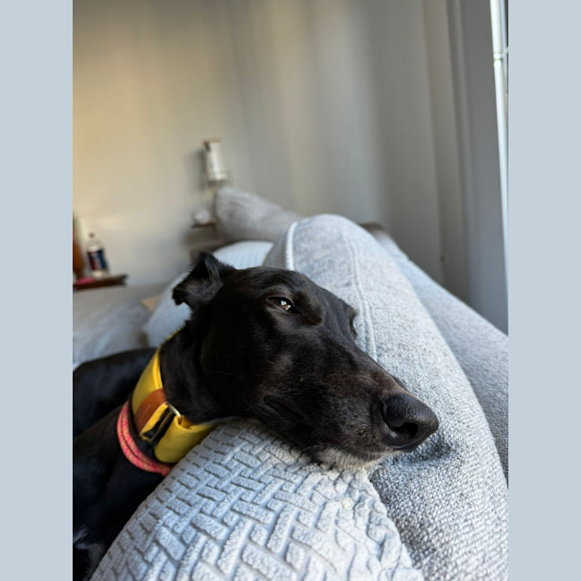 Photo of Ziggy