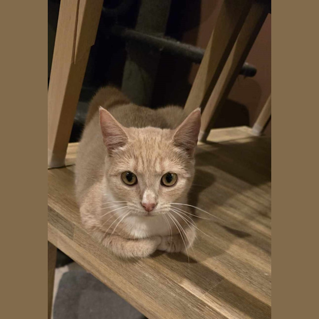Photo of Puddles
