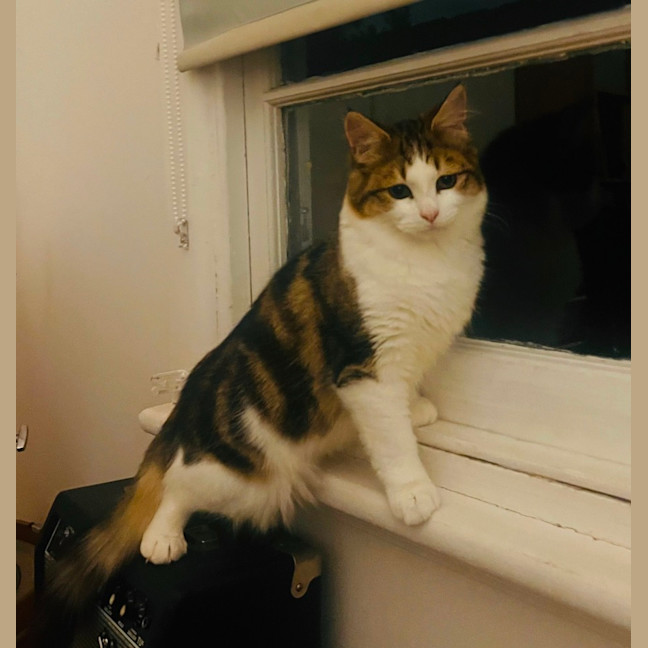 Photo of Paddington Ii