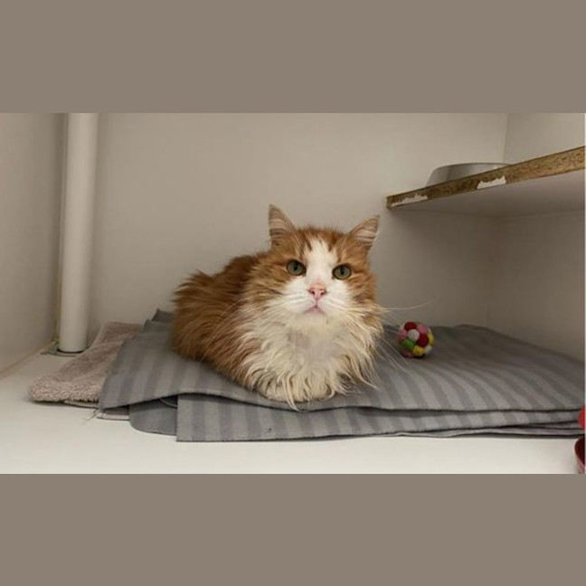 Photo of Simba