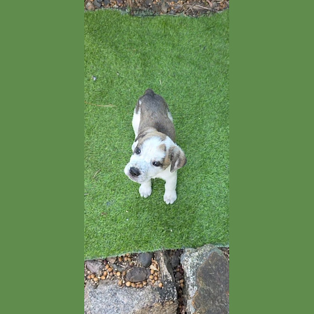 Photo of King Julien! 