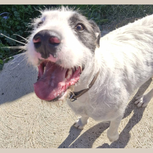 Photo of Yves Saint Laurent