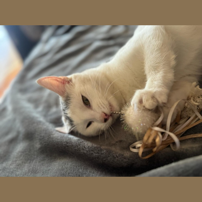 Photo of Tia   Located In Fawkner