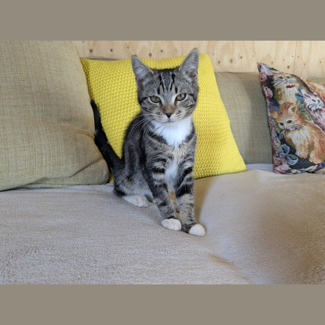 Photo of Hugo *9 Lives Project Rescue*