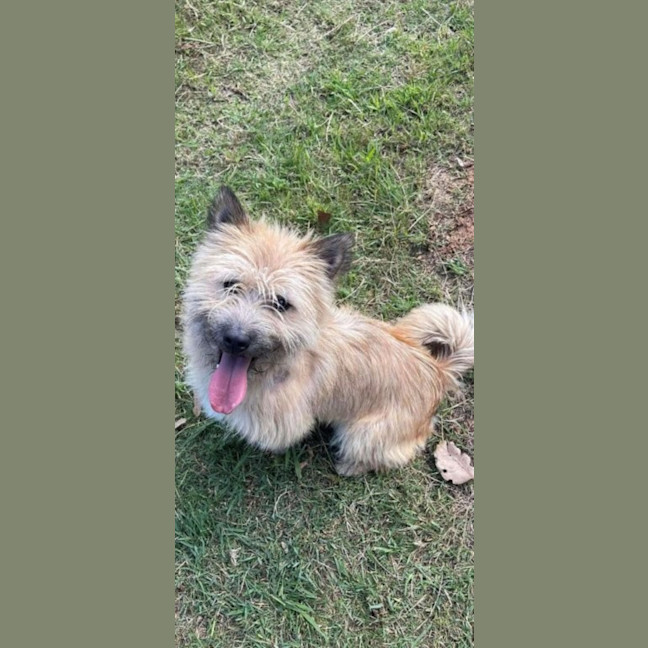 Photo of Scruffy   18mos Austr. Terrier X (On Hold)