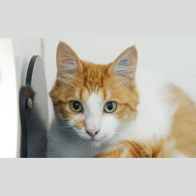 Photo of Rango