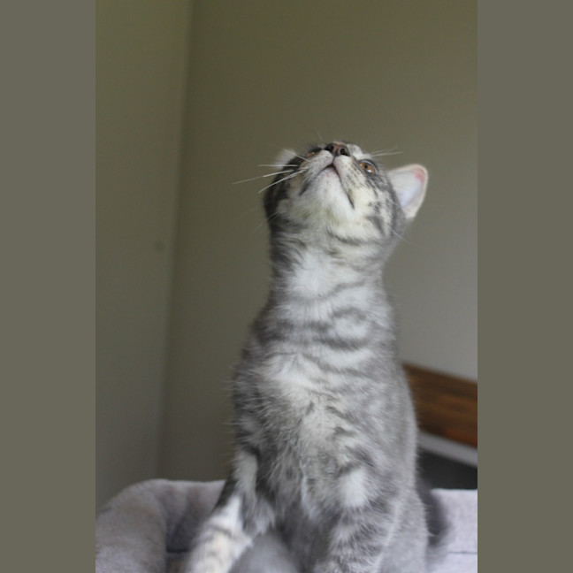 Photo of Cinder