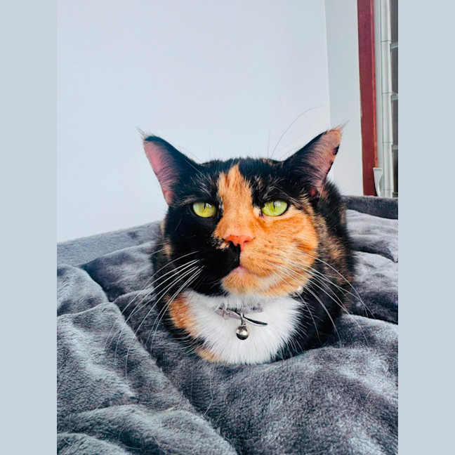 Photo of Fat Cat ❤️