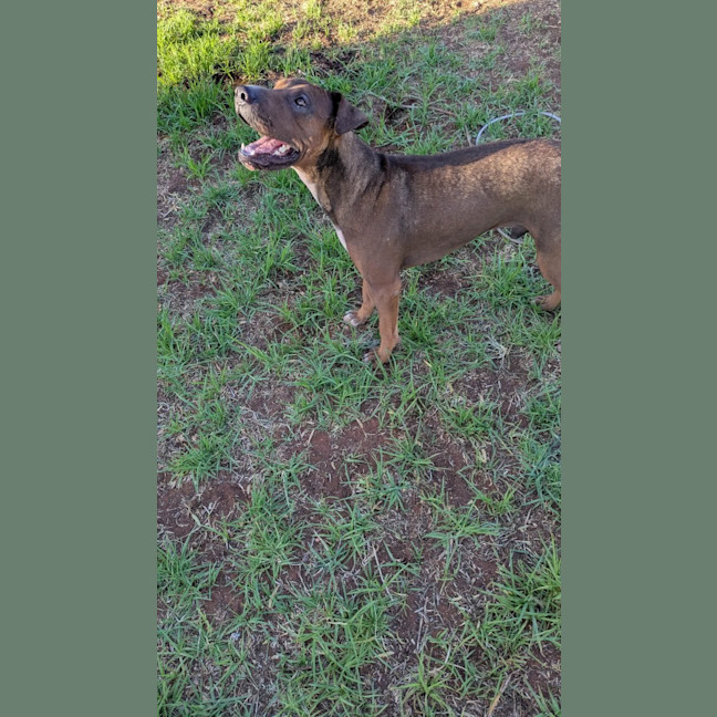 Photo of Milo