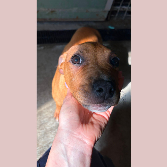 Photo of Papaya