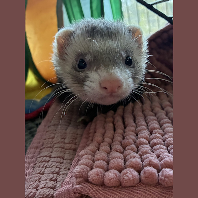 Photo of Bacon