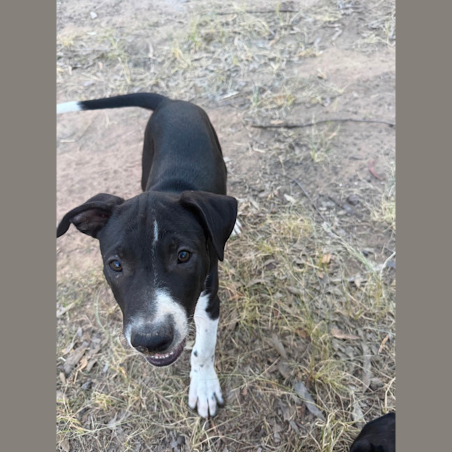 Photo of Boba (Bessie's Puppy)