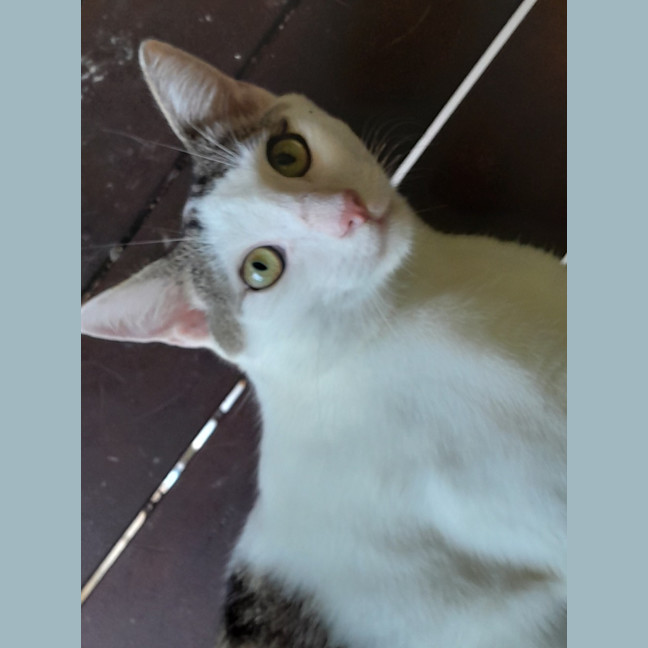 Photo of Mr Waffleton 