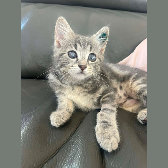 Photo of Pip