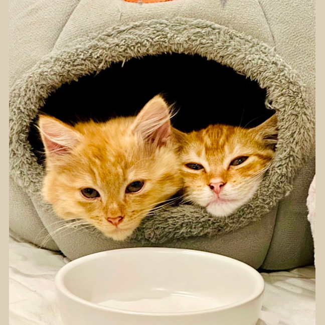 Photo of Kayak & Canoe