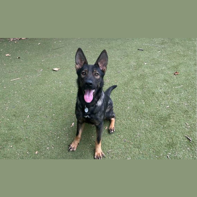 Photo of Xena