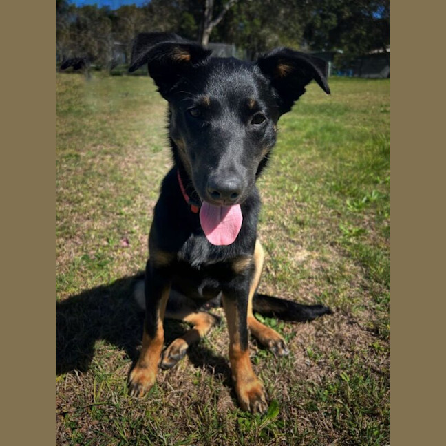 Photo of Angus